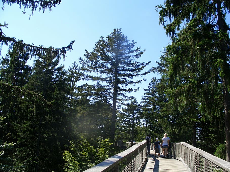 treetop path, bavarian forest, web, boardwalk, tree trail, trees HD wallpaper