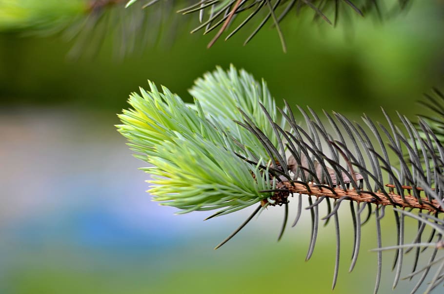 macro, christmas tree, needles, branch, beautiful, greens, spruce HD wallpaper