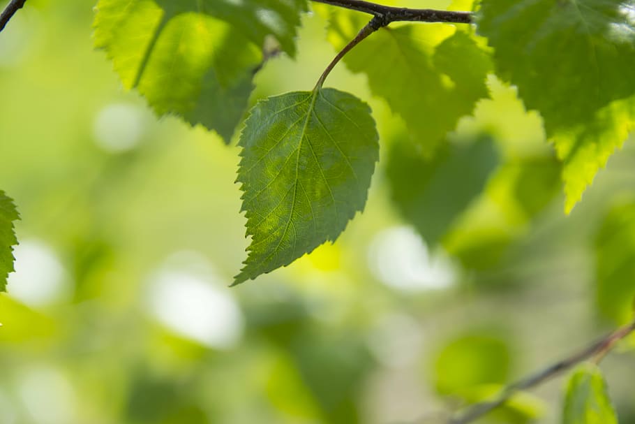 shallow focus photography of green leaf, the background, foliage, HD wallpaper