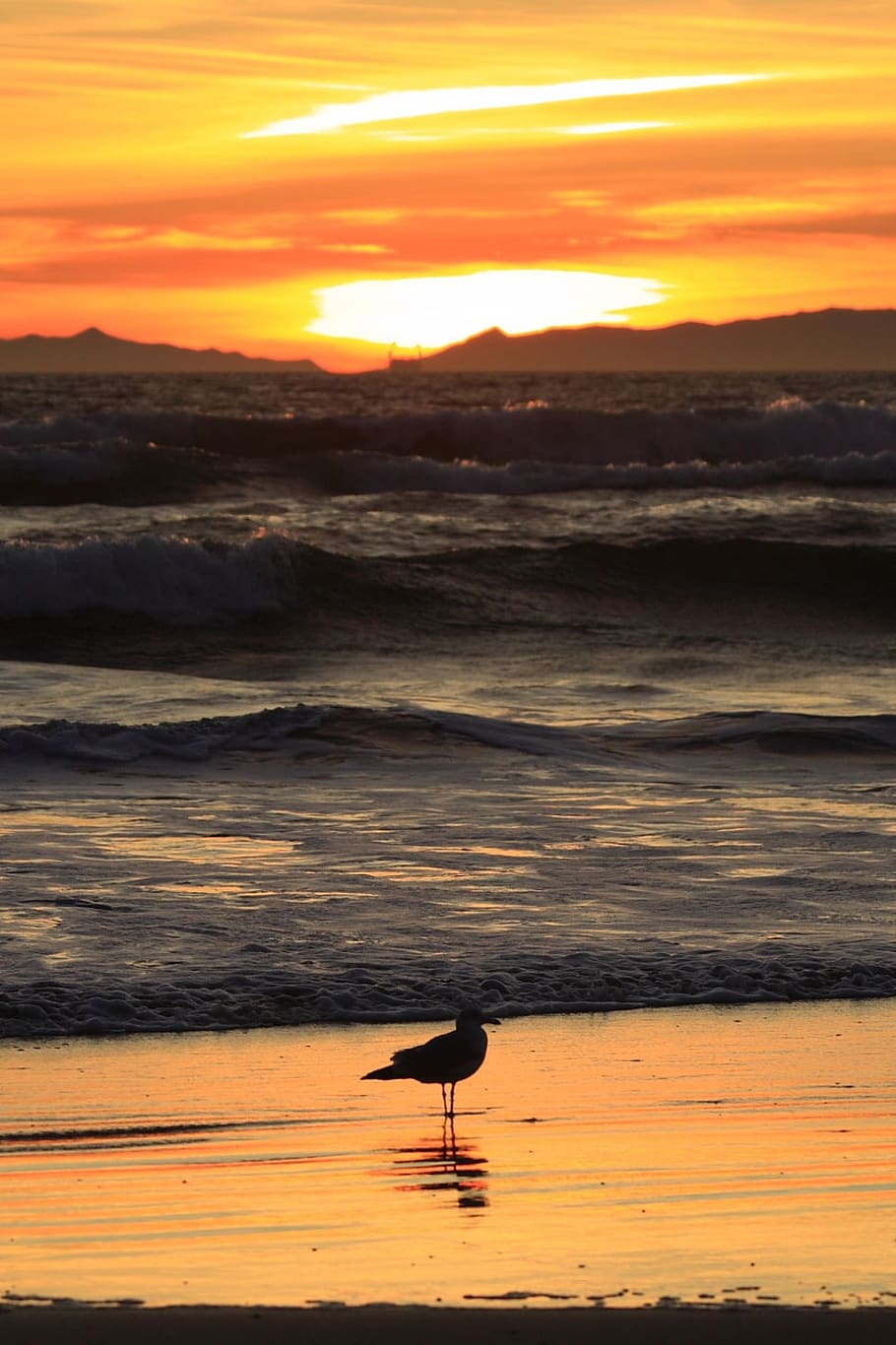 sunset, california, pacific, coast, huntington, beach, catalina, HD wallpaper