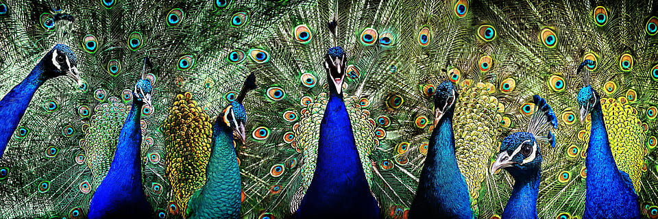 seven blue peacocks, pride, bird, feather, famous, vanity, plumage HD wallpaper