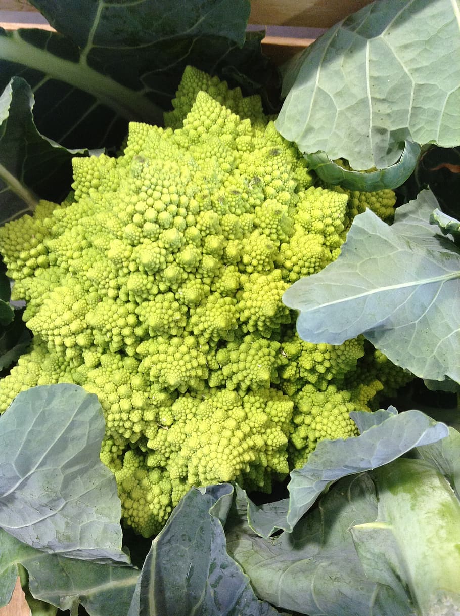cabbage, vegetable, green, heart, green color, freshness, food and drink HD wallpaper
