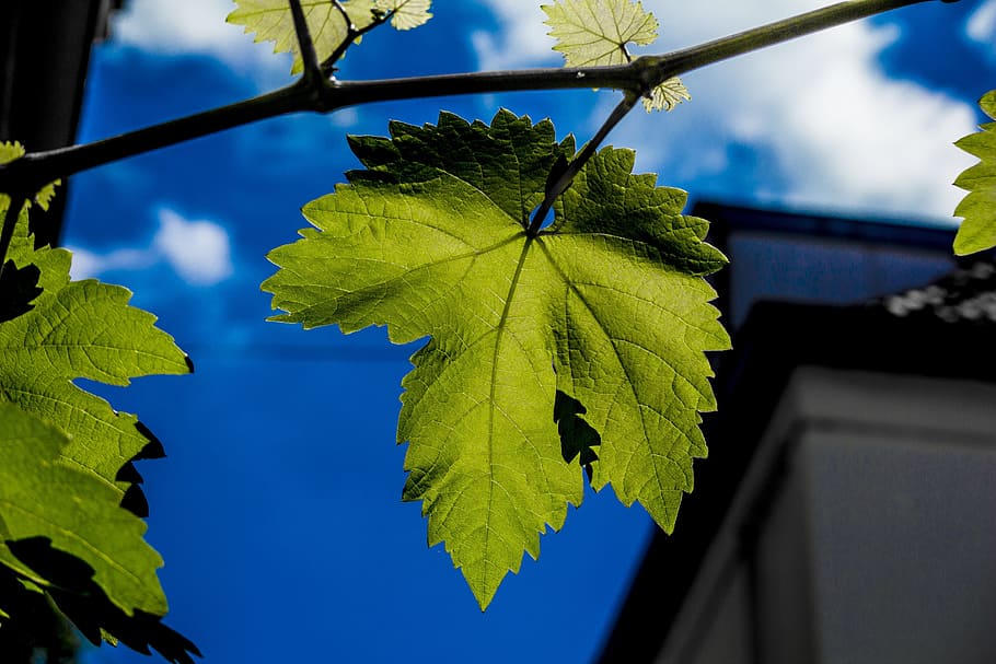 leafs, blue, blue sky, green, nature, flora, outdoors, tree HD wallpaper