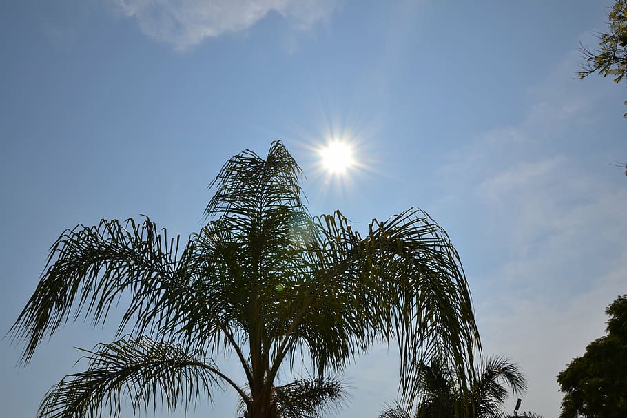 sun, palms, sea, sunset, ray of sunshine, sky, tree, low angle view HD wallpaper