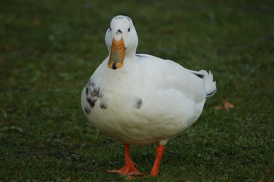Duck, Bird, Animals, animal themes, animals in the wild, no people HD wallpaper