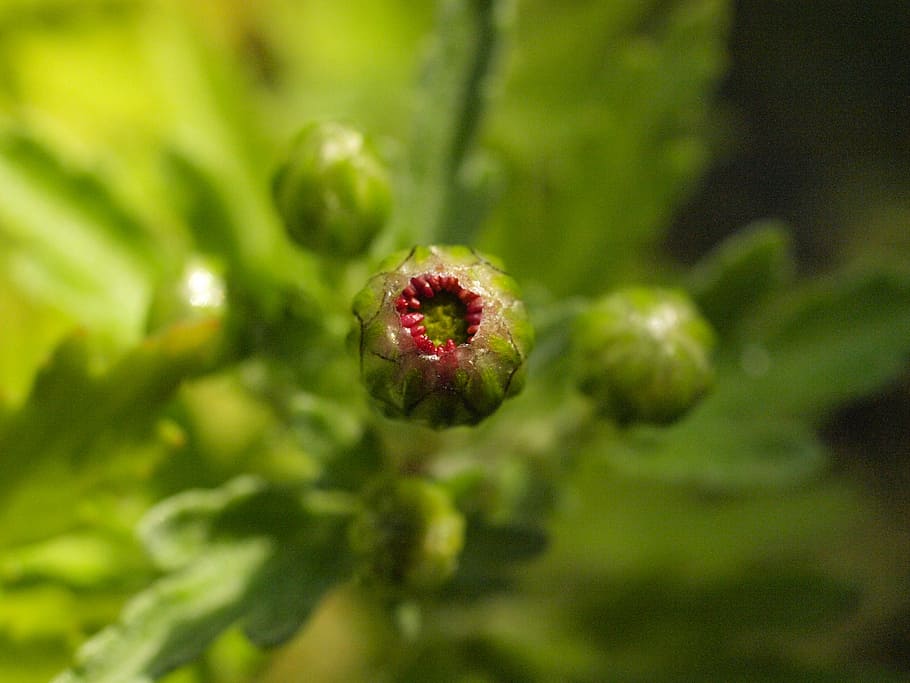 herbstaster, bud, autumn, flower bud, close, growth, plant HD wallpaper