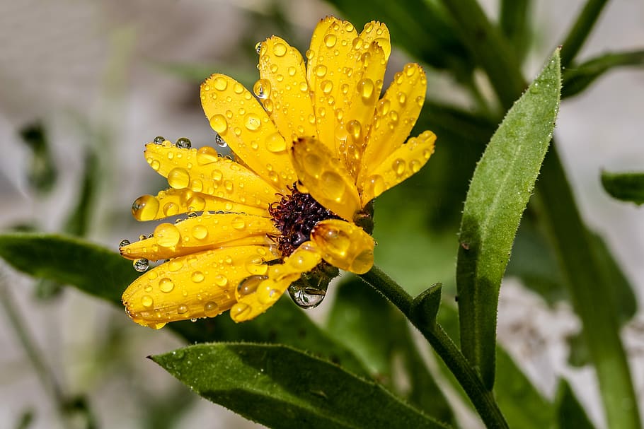 selected focus photo of yellow flower in bloom with water droplets HD wallpaper