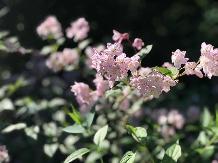 flower, close up, nature, flowering plant, fragility, beauty in nature HD wallpaper