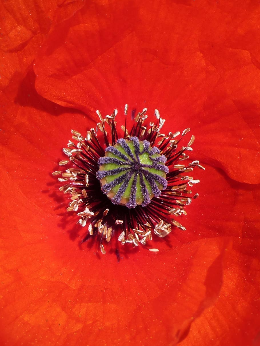 poppy, detail, pollen, pistils, red, pollen detail, ababol, HD wallpaper