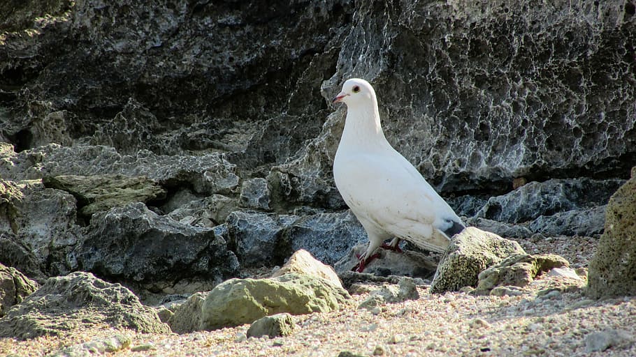 pigeon, bird, white, beautiful, wildlife, animal wildlife, animal themes HD wallpaper