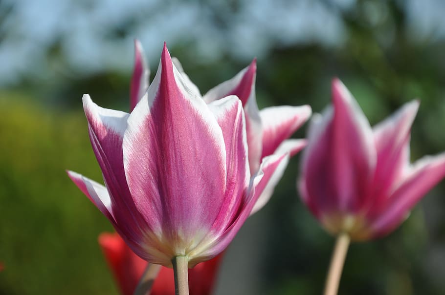 tulip, purple, greeting card, flowers, spring, close, violet, HD wallpaper