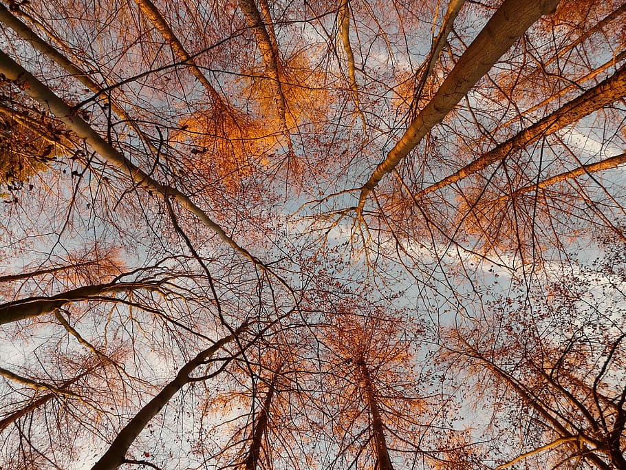 worm's eye view photo of brown trees, Forest, Grad, Autumn HD wallpaper