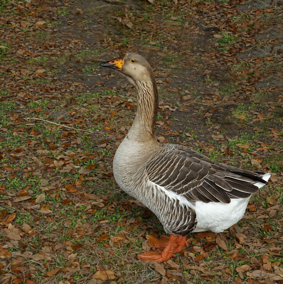 bird, nature, feather, goose, duck, geese, chinese geese, poultry HD wallpaper