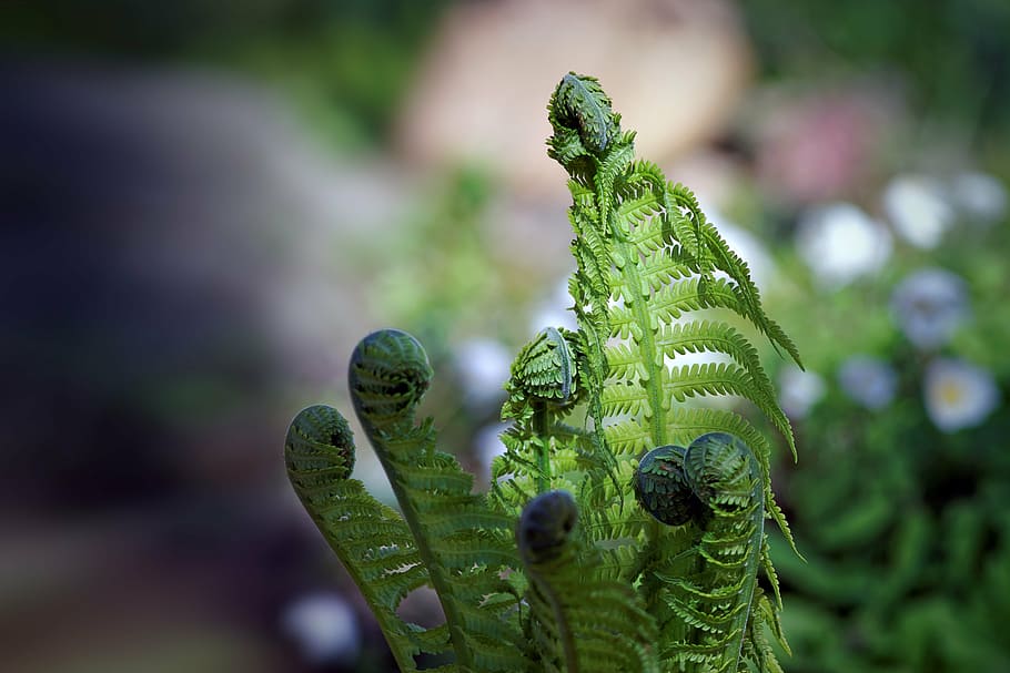 closeup photography of fern plant, spring, green, plants, nature HD wallpaper