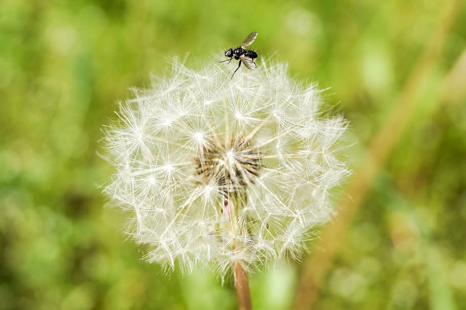 mucha, dandelion, plant, macro, fluff, green, closeup, nature HD wallpaper