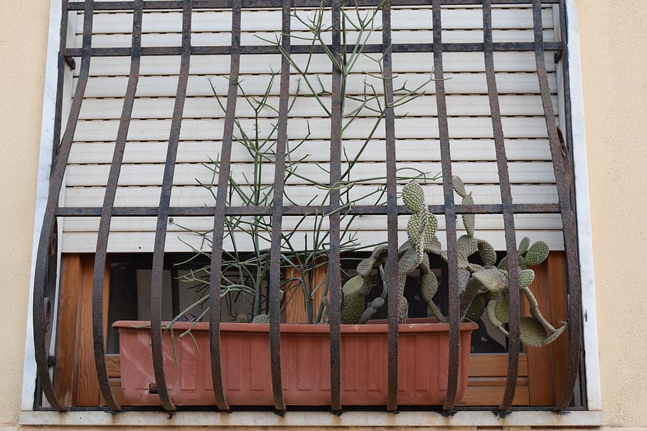 window, window decorations, flower box, cactus, grid, window grilles HD wallpaper