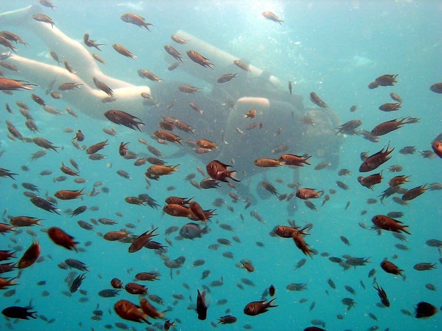 scuba, diver, fish, small, school, diving, ocean, tropical HD wallpaper