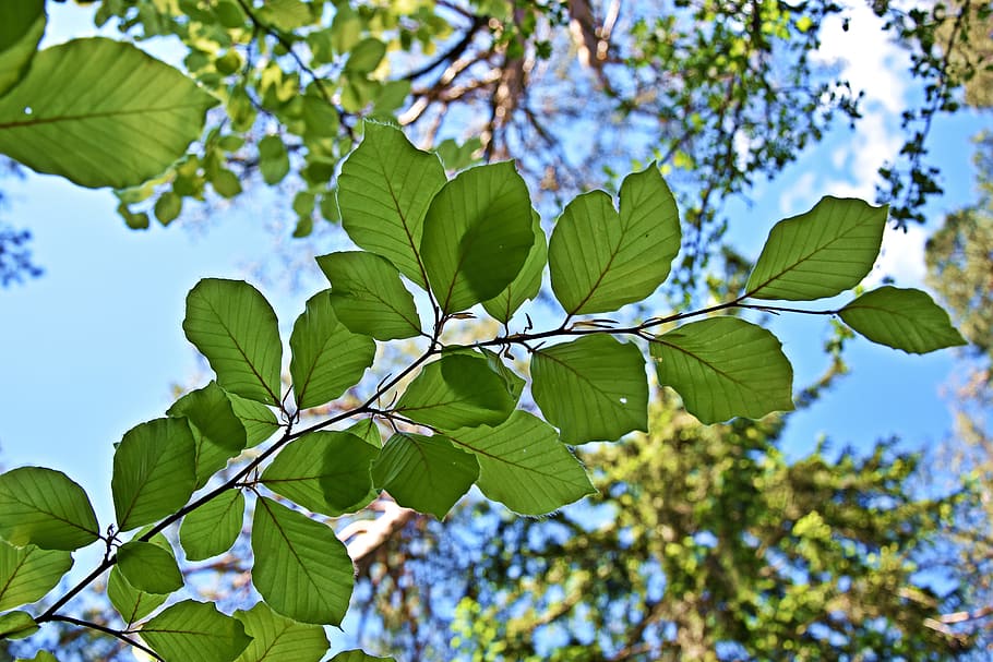 leaf, tree, nature, branch, plant part, green color, low angle view HD wallpaper