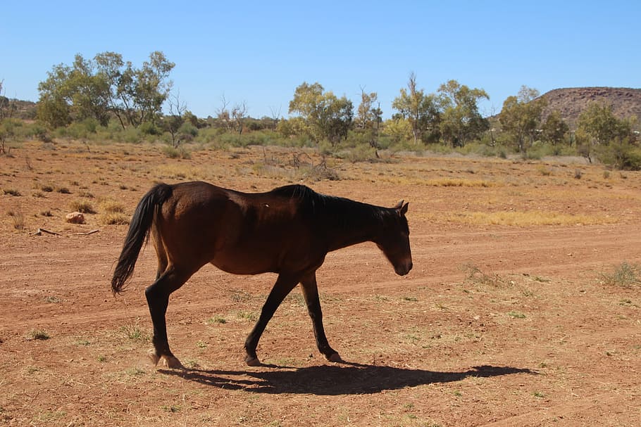 horse, equine, australian brumby, outback, animal themes, animal wildlife