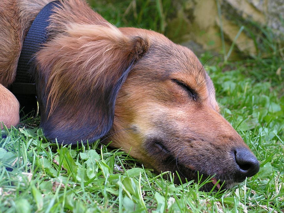 head, dormant, dog, sleep, a hybrid, one animal, canine, animal themes HD wallpaper