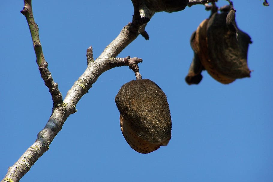 almond, tree, branch, plant, sky, clear sky, low angle view HD wallpaper