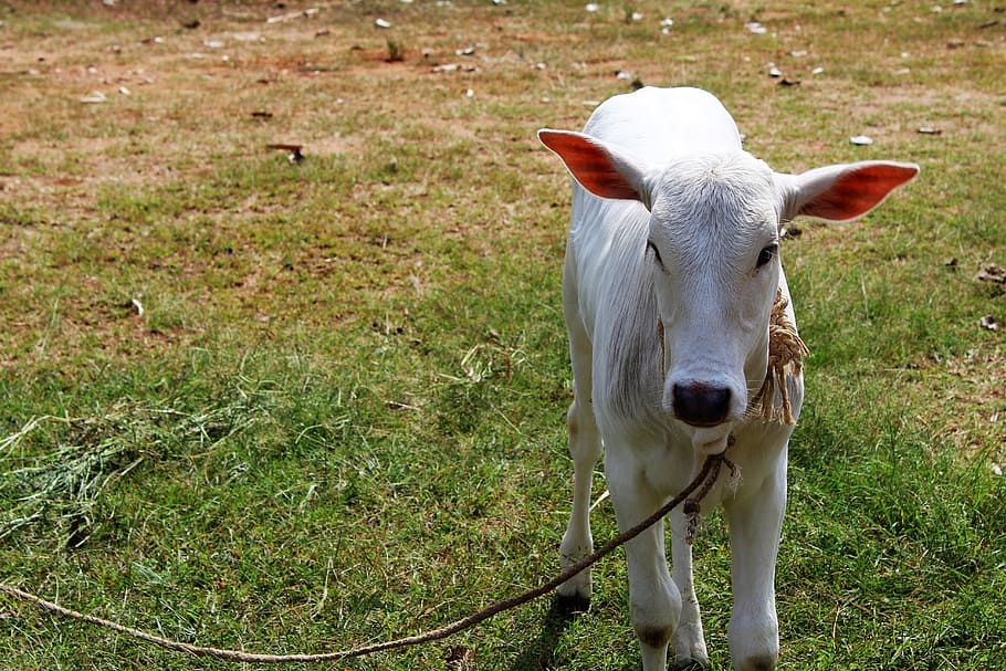 calf, small, animal, cute, standing, countryside, domestic animals HD wallpaper