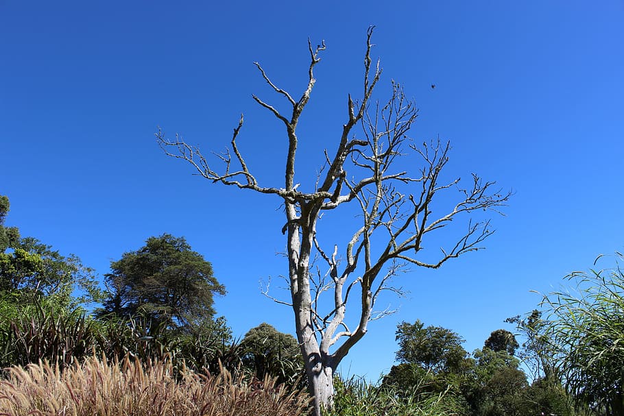 Tree, Dry, Nature, blue, sky, clear sky, day, plant, beauty in nature HD wallpaper