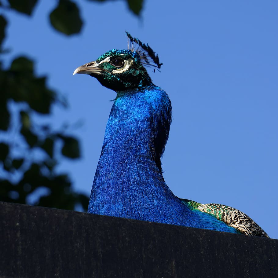 pavo cristatus, peacock male, blue, the plume from the, colorful
