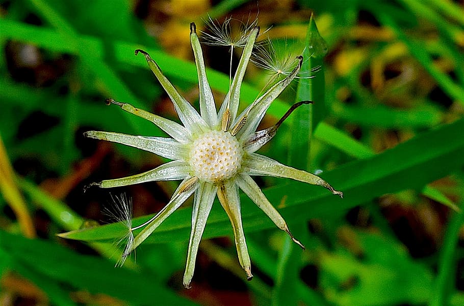 Flower, Spring, Nature, Garden, Plant, floral, petal, natural HD wallpaper