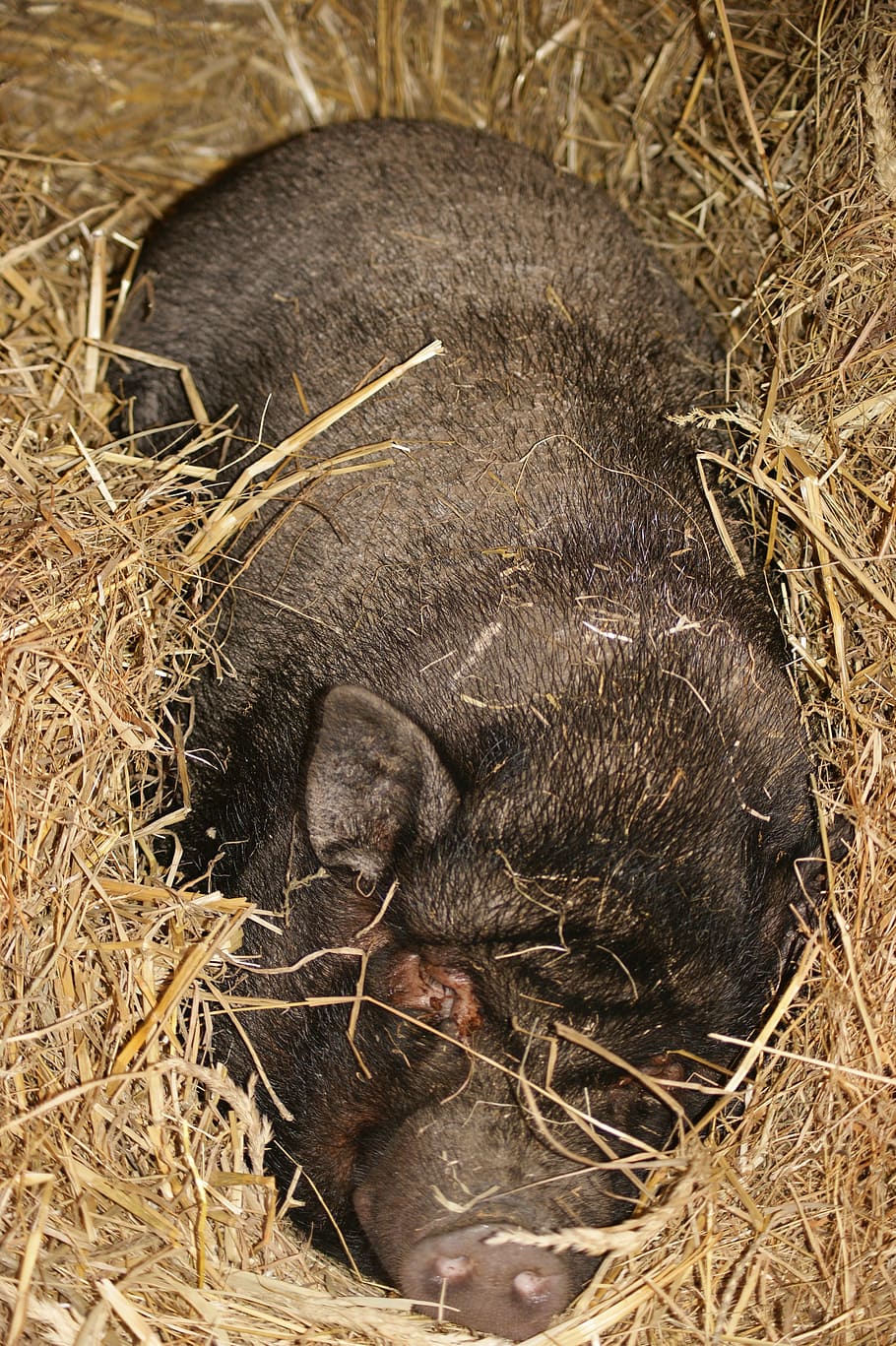 pig, sleep, peace, animal themes, mammal, hay, relaxation, sleeping HD wallpaper