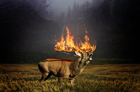 deer with burning antlers, hirsch, roe deer, forest, brand HD wallpaper