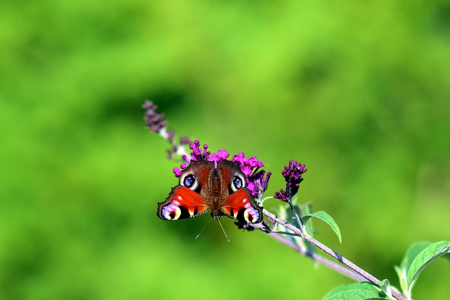 butterfly, peacock, insect, edelfalter, flower, summer, colorful HD wallpaper