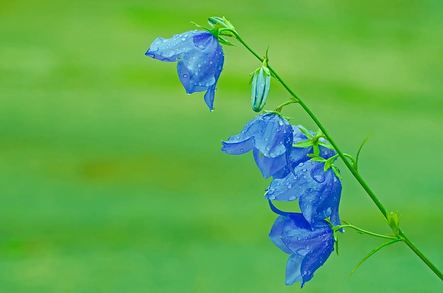 2 Blue Flower, bloom, blossom, dew, flora, flowers, HD wallpaper HD wallpaper