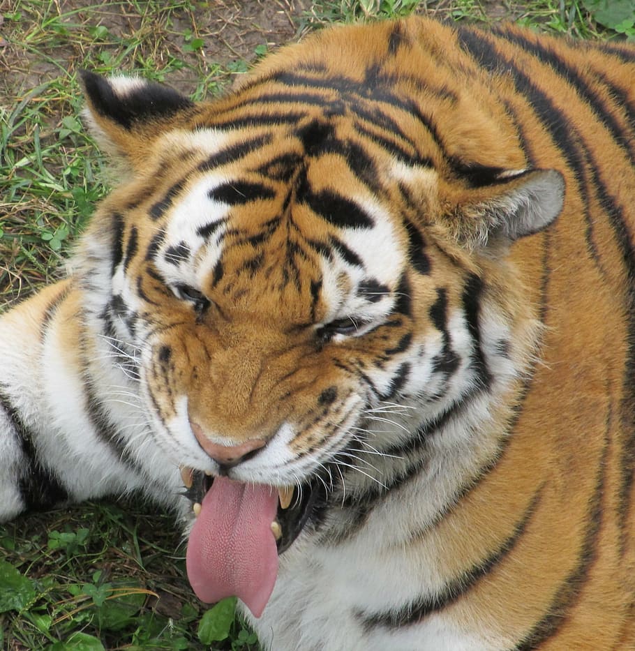 tiger, tongue sticking out, funny face, looking, feline, resting
