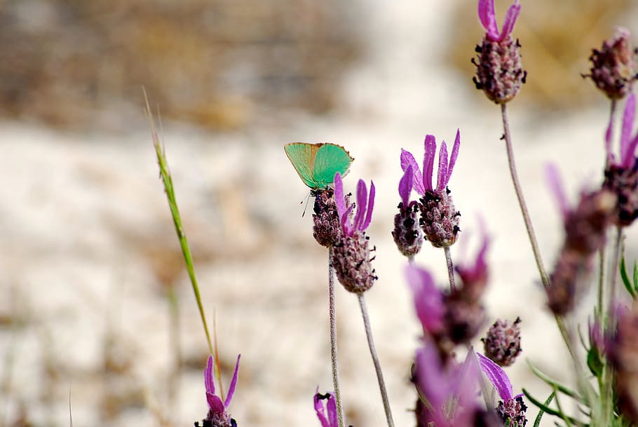 butterfly, flower, senegal, flowering plant, freshness, purple HD wallpaper
