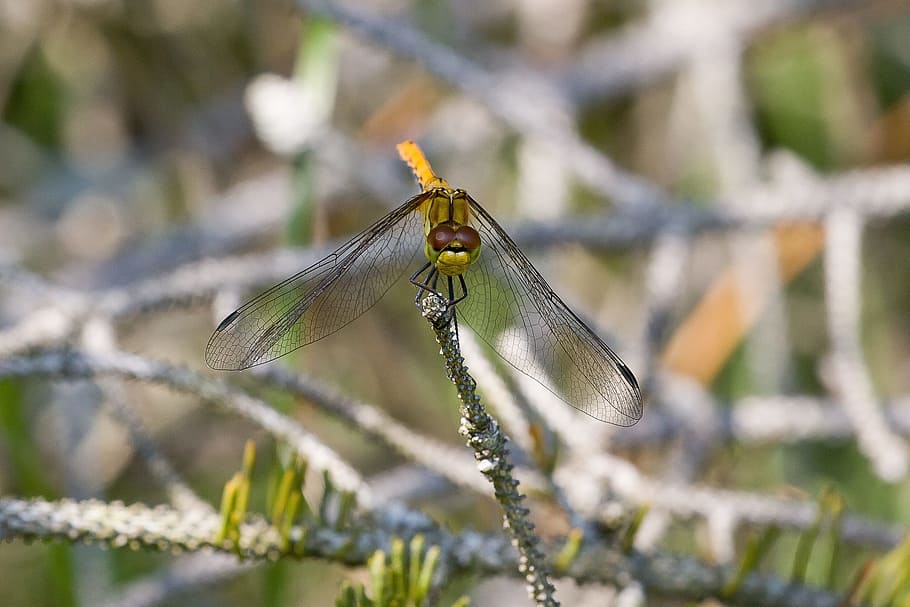 Goldsmith, Insect, Natural, nature, close-up, macro, animal HD wallpaper