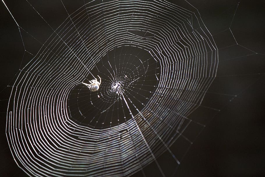spider, web, spider web, macro, silk, trap, cobweb, arachnophobia, HD wallpaper
