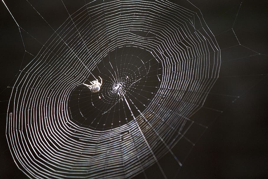 spider, web, spider web, macro, silk, trap, cobweb, arachnophobia HD wallpaper