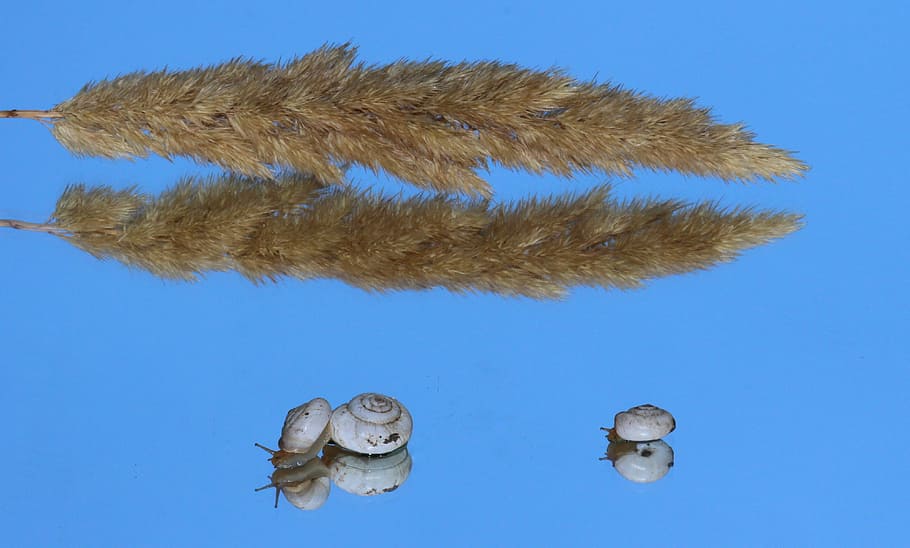 Snails, Shell, Reflection, Mirror, my saturday, blue, close-up HD wallpaper