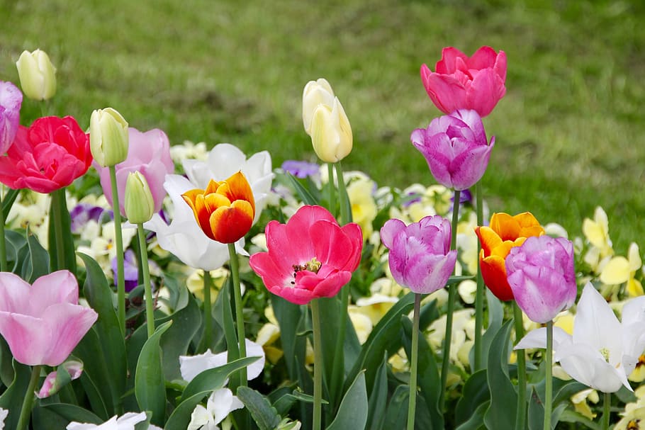 Tulips, Tulipa, tulpenzwiebel, breeding tulip, purple, red, HD wallpaper