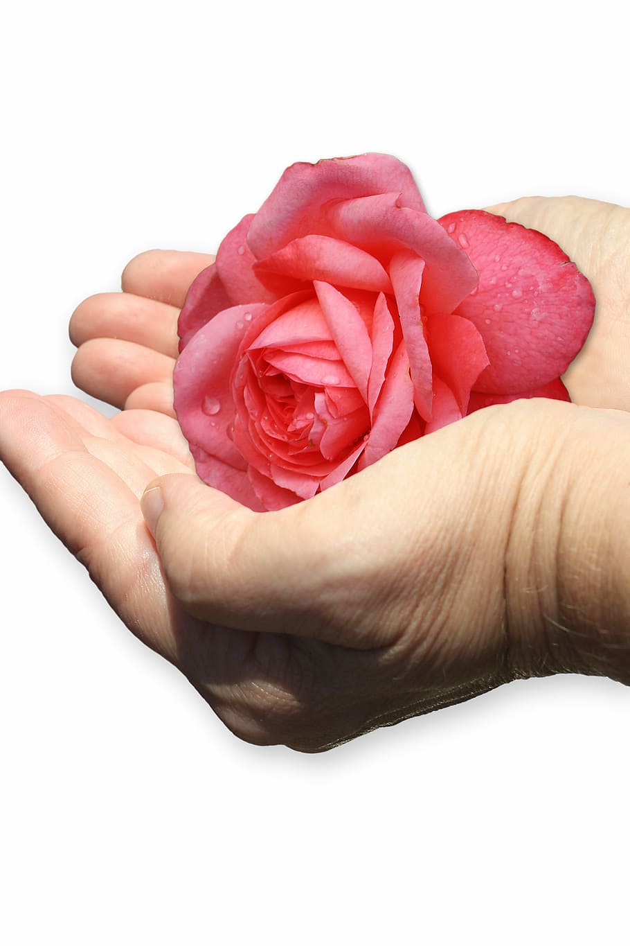 hand, shell, rose, give, care, isolated, human body part, human hand HD wallpaper