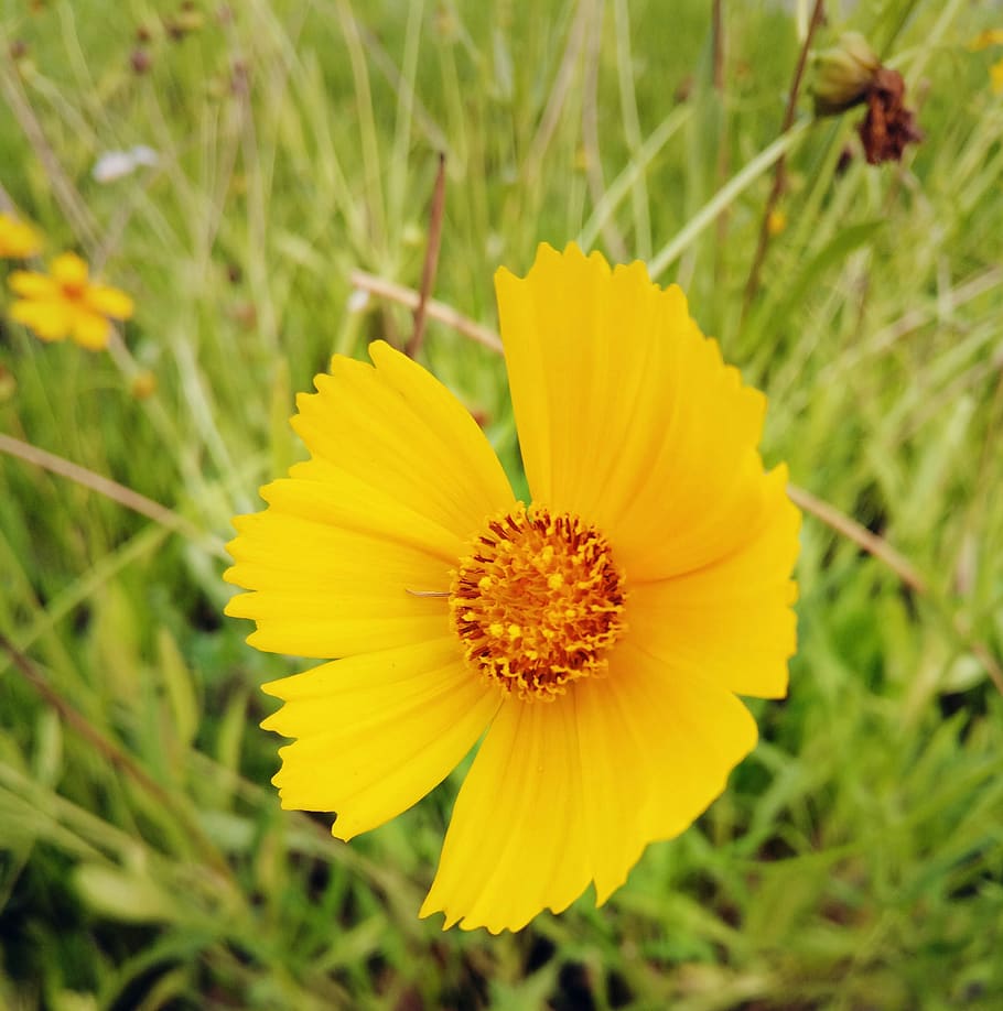 nature, flower, coreopsis, flowering plant, petal, fragility HD wallpaper