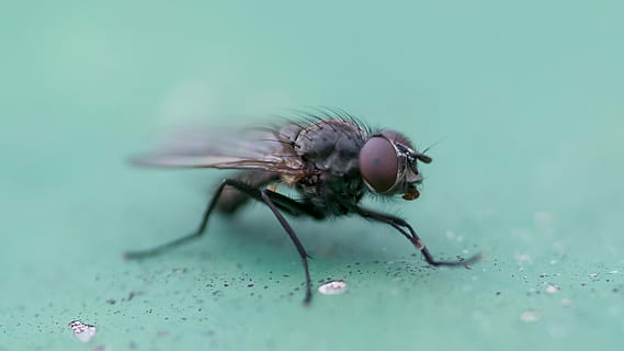fly, macro, insect, nature, close, animal, compound eyes, flight insect HD wallpaper