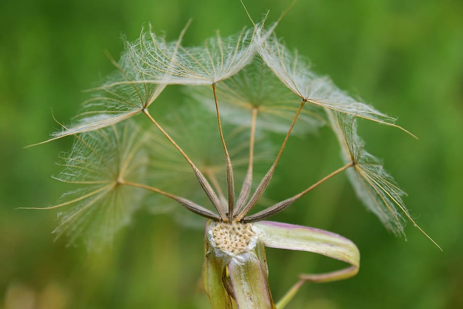 had salsify, dandelion, summer, close, pointed flower, seeds HD wallpaper