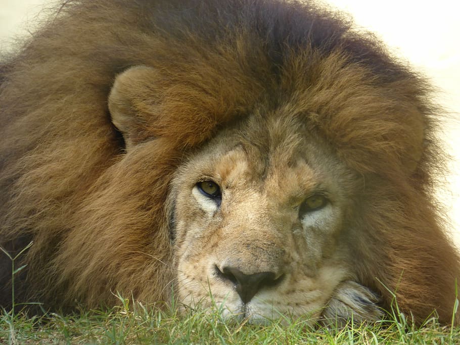 brown lion lying on green grass, animal, king, jungle, mane, zoo