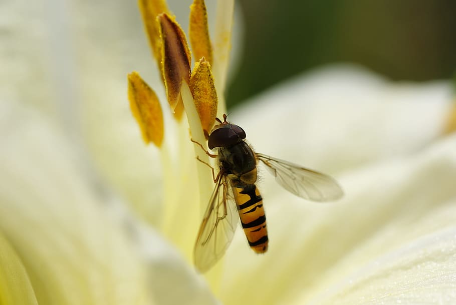 nature, blossom, bloom, insect, hover fly, lily, transparent HD wallpaper
