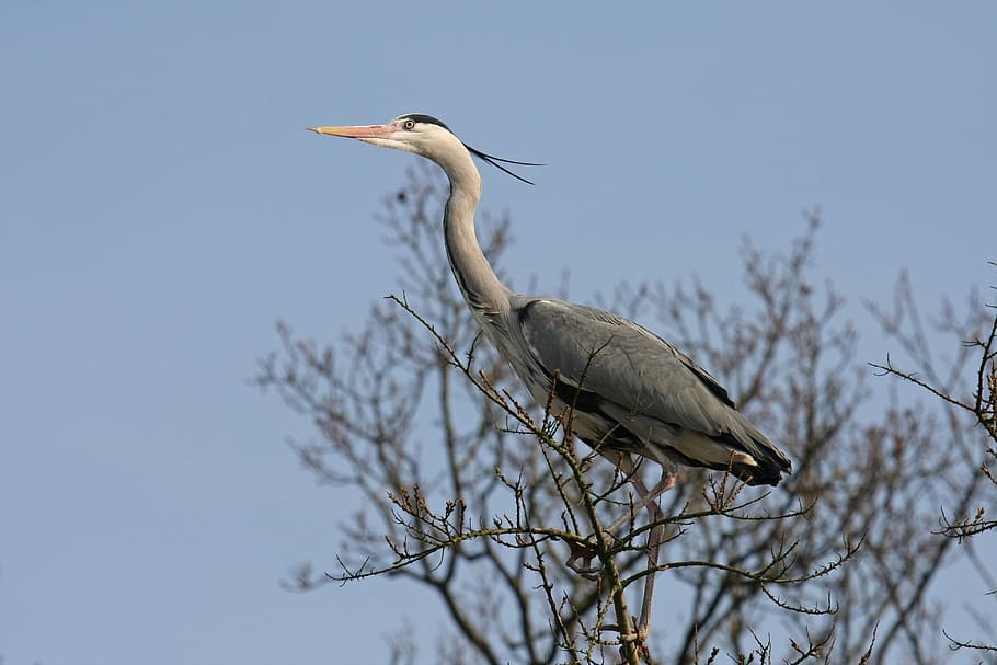 bird, nature, animal themes, vertebrate, animal wildlife, animals in the wild HD wallpaper
