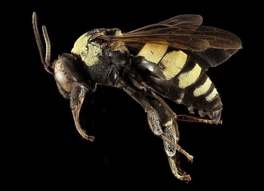 yellow and black flying insect, bee, macro, profile, mounted HD wallpaper