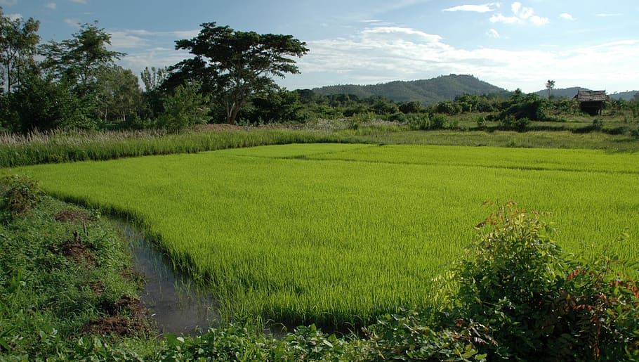 rice field, landscape, thailand, the fields, summer, spring HD wallpaper