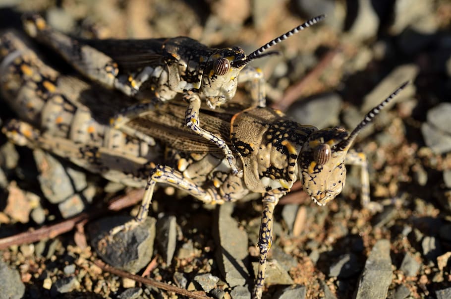 Locust, Grasshopper, Bug, Jump, mating, insects, animal themes HD wallpaper